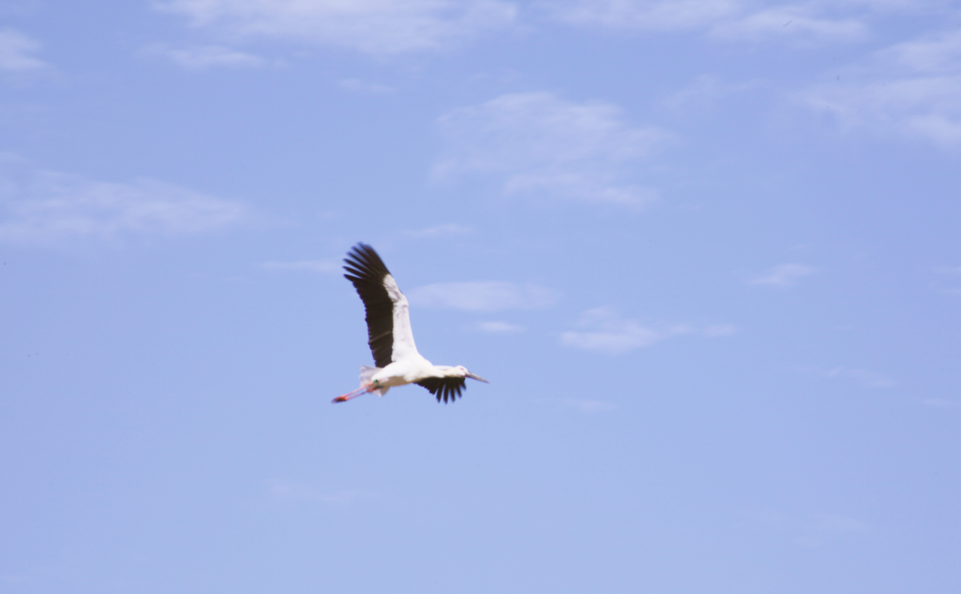 空を舞うコウノトリ