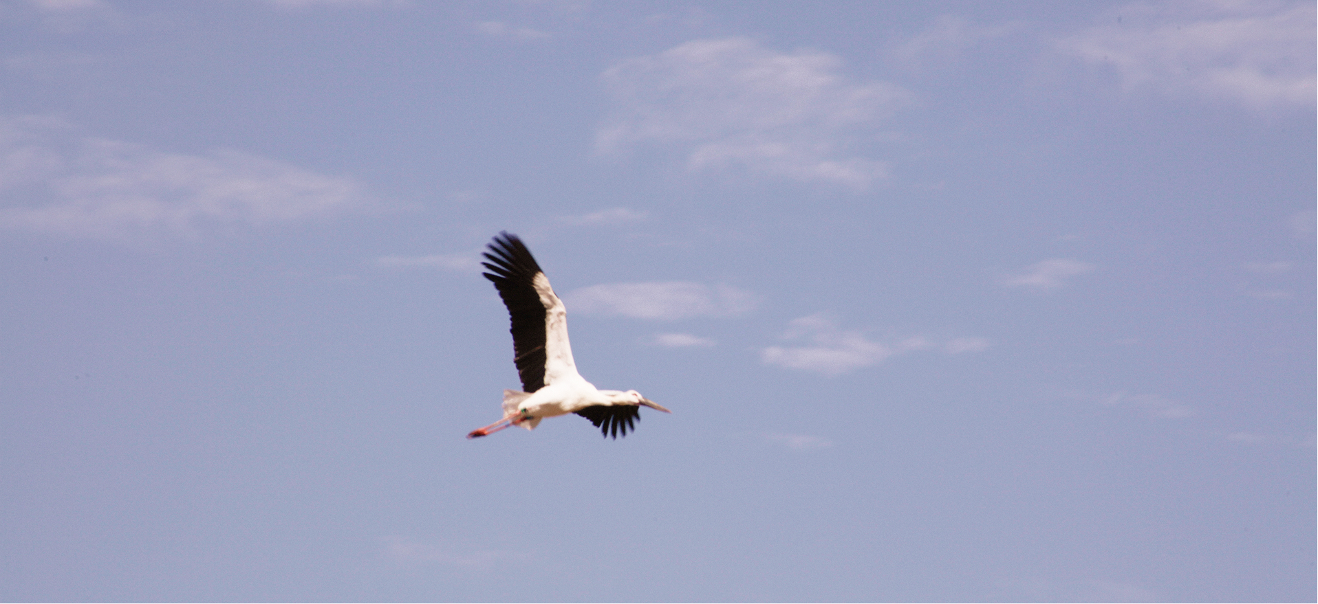 コウノトリが空を飛んでいる写真