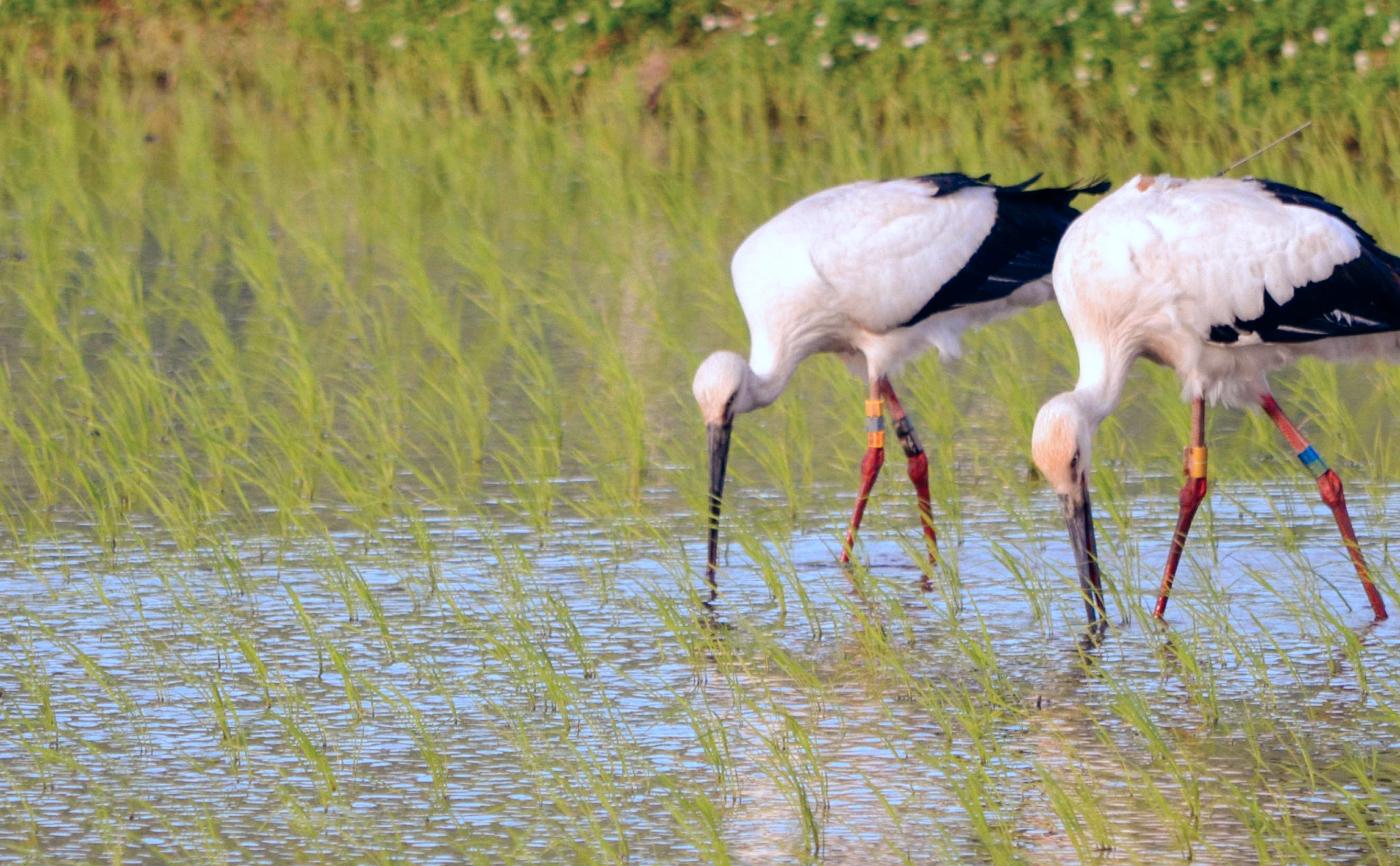 田んぼでエサを食べるコウノトリ